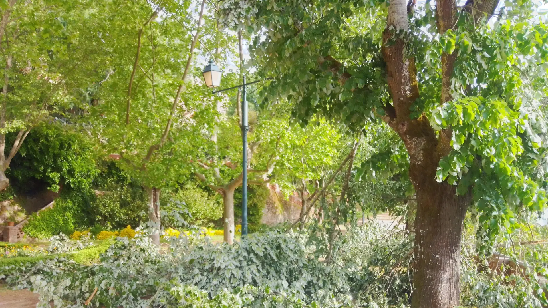 Imagem de 'destruição' no Jardim do Castelo de Abrantes (Portugal), 
com grandes ramos de árvores (tílias) caídos no chão, 
provocada por vento muito forte na véspera, em dia de poeiras de África.
Fotografia tirada em 11 de abril de 2026 pelas 09:23:44.