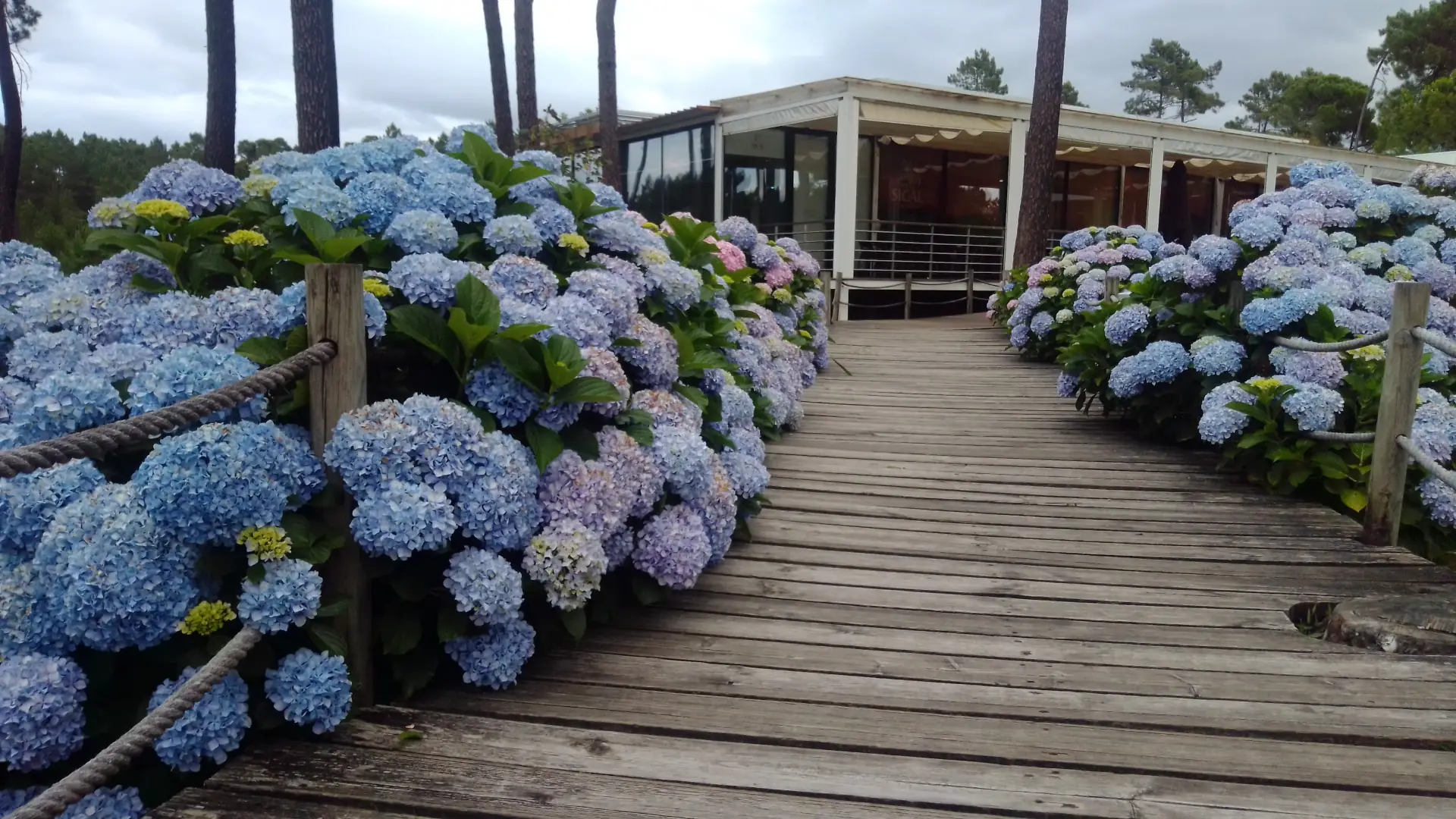 Esplanada do espaço de lazer, cafetaria e restauração do Parque Urbano de São Lourenço em Abrantes, Portugal. Pinheiros-bravos, hortênsias em tons de azul, 
lilás, rosa e verde lima/limão e passadiço pedonal de madeira com cerca em corda. Fotografia tirada em 19 de junho de 2023 pelas 20:16:02.